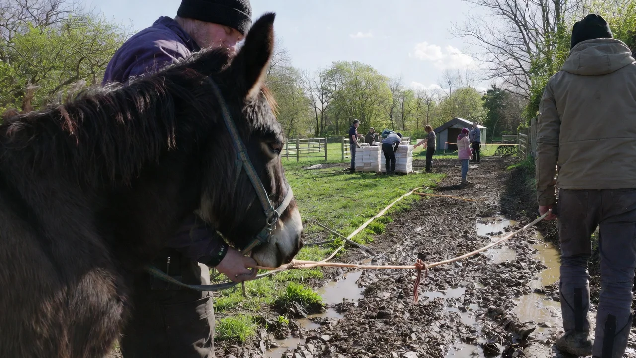 Donkey Sanctuary Wet Winter Damage Forces Closure After £50,000 Storm Losses