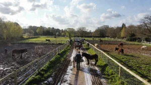 What’s Next for Severn Valley Rescue and Its Animals