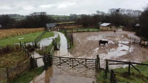 Why Has the Donkey Sanctuary Closed So Suddenly